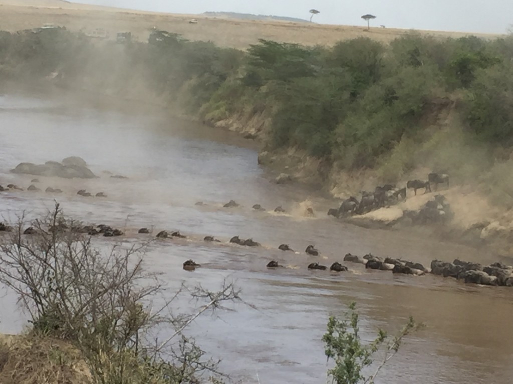 Wildebeest_ Crossing Mara River, Maasai Mara, Kenya